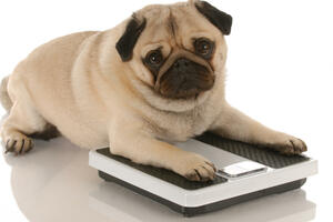 Da li ljudska hrana utiče na gojaznost kod pasa?