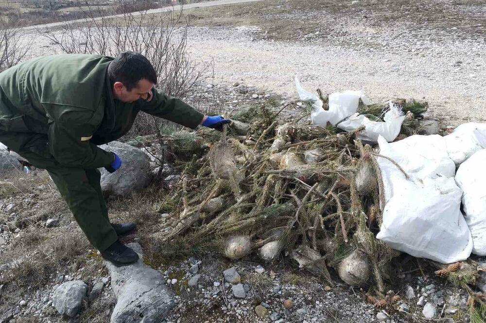 Foto: Uprava za šume