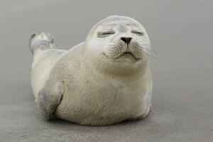 Foke sve prisutnije na belgijskoj obali