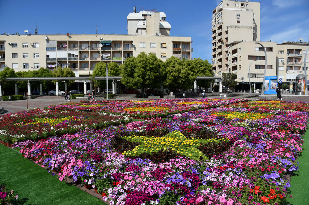 Cvjetni tepih na Trgu nezavisnosti, Foto: Boris Pejović