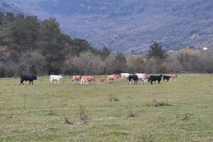 Uhvaćeno 17 grla divlje stoke u Tivtu: Telad socijalnim...