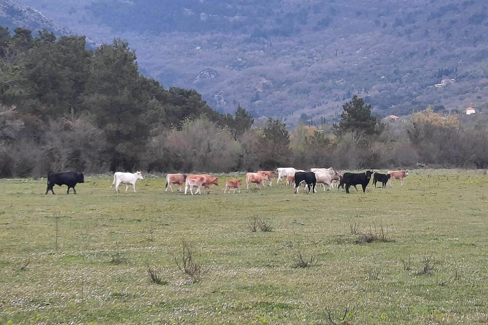 Divlja goveda, Foto: Opština Tivat