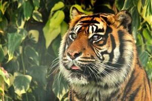 Životinje i veterina: Spaseno oko tigrice u pionirskoj operaciji...