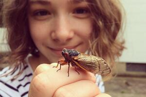 Životinje: Invazija insekata na Ameriku - milijarde periodičnih...