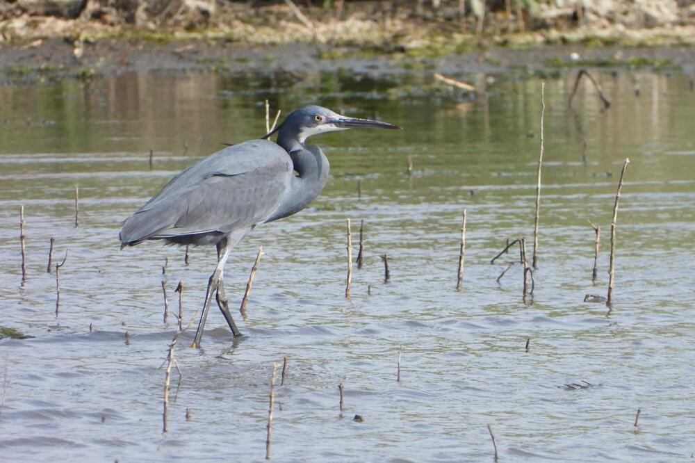 Crna čaplja, Foto: CZIP/Miloš Mitkić