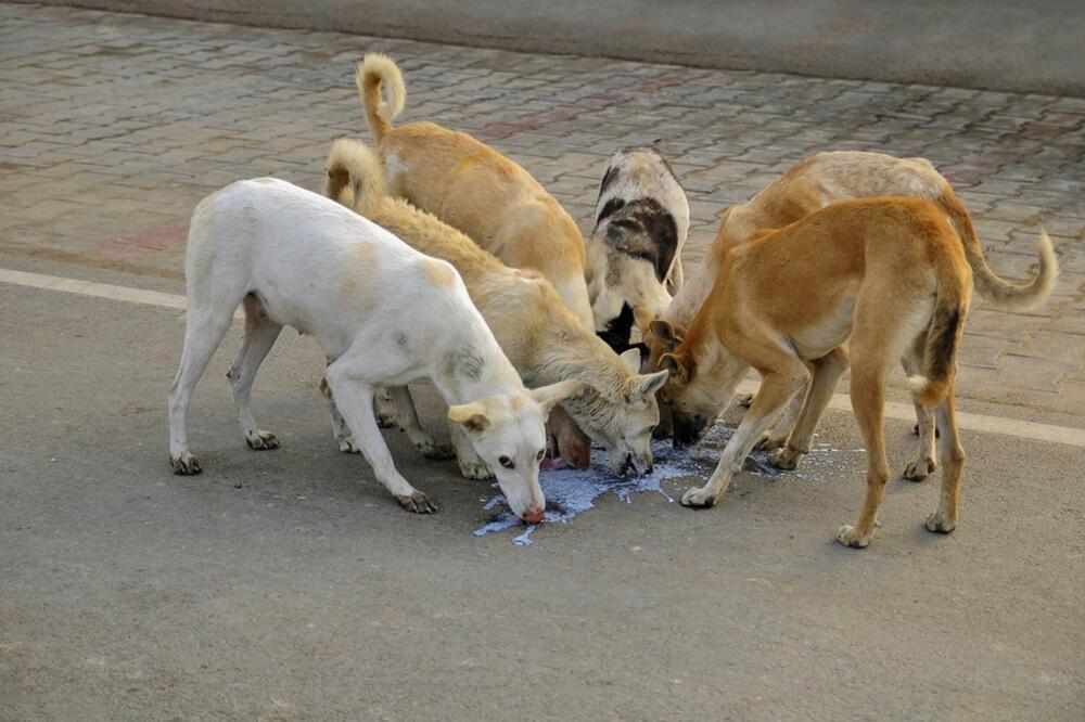 Poslije jedne inspekcijske kontrole, umjesto smanjenja utvrđeno povećanje broja pasa, Foto: Shutterstock