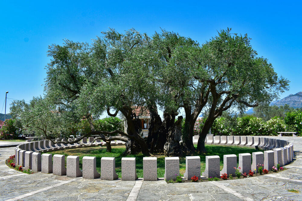 Stara maslina, Bar, Foto: Shutterstock