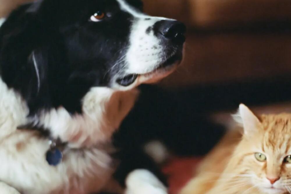 Foto: Getty Images/John P Kelly