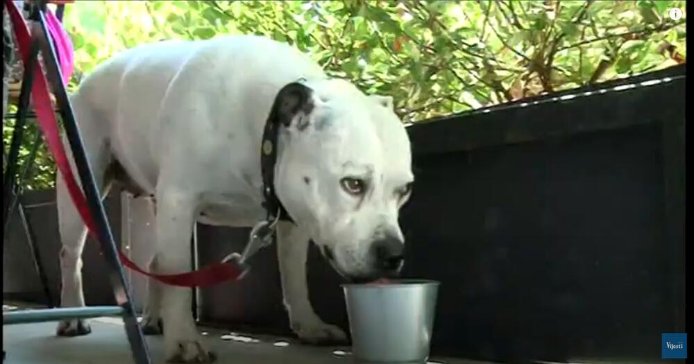 Boje jutra, pet friendly kafići