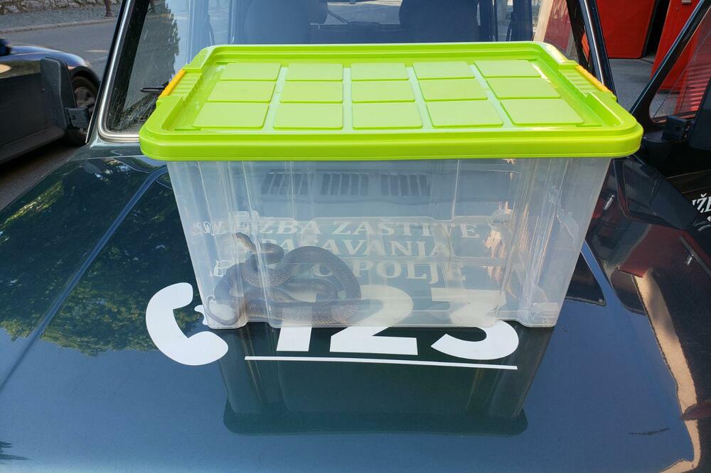 Uhvaćena zmija, Foto: Jadranka Ćetković