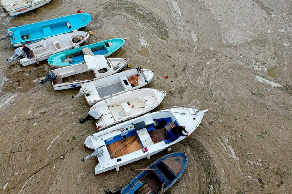 Čamci su prepuni morske sluzi, Foto: AFP