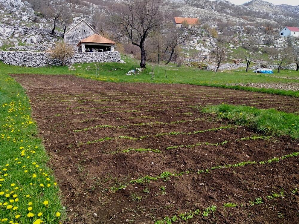  Na dva hektara Bulajići proizvode organsko povrće na tradicionalan način