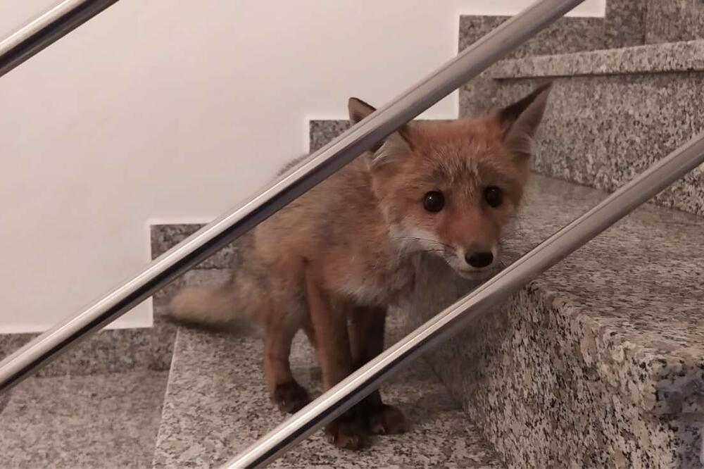 Foto: Facebook/Azil Dumovec