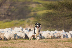 Pas nestao iz grada, pronađen kako čuva ovce!