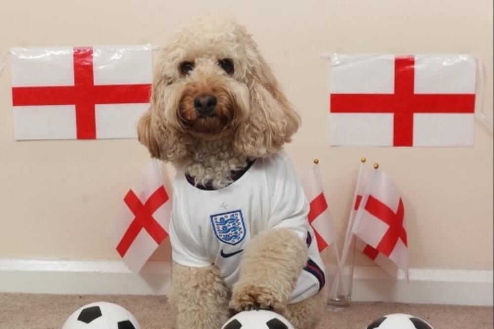 Vilou može da broji do 10, Foto: The Sun