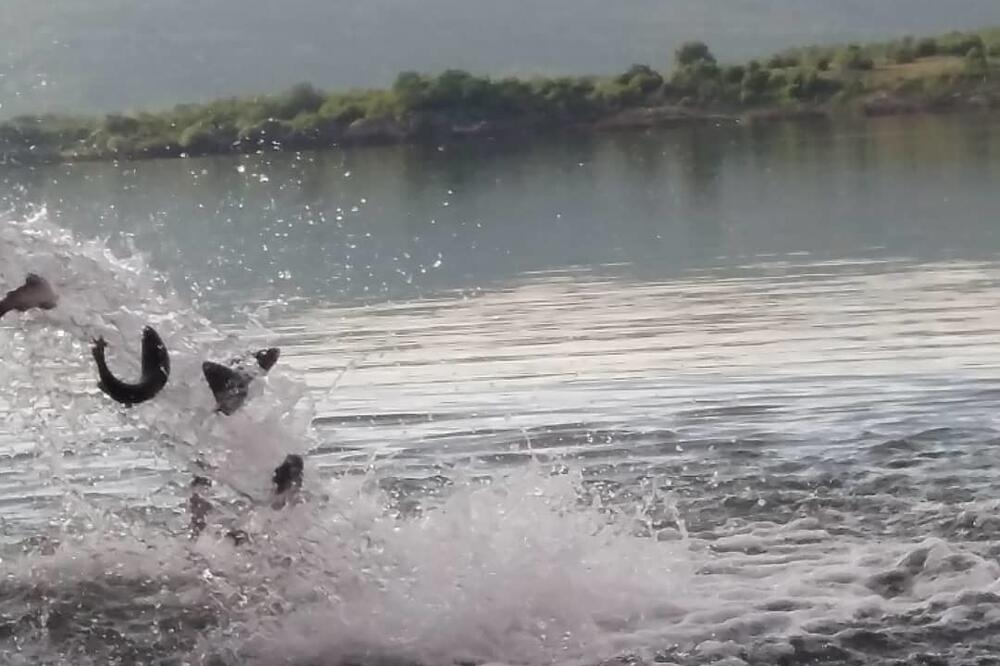 Detalj sa poribljavanja, Foto: SRK Nikšić