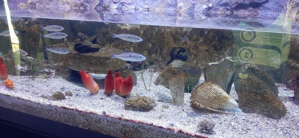 <p>Centar za zaštitu biodiverziteta Jadrana „Akvarijum Boka“ zvanično je otvoren za javnost prošle nedjelje. Akvarijum, na površini od 300 kvadrata, nalazi se u kotorskoj palati Radoničić, koja je spomenik kulture Crne Gore i ujedno je i sjedište Instituta za biologiju mora. Pogledajte fotografije koje je zabilježio novinar "Vijesti" Siniša Luković.</p>