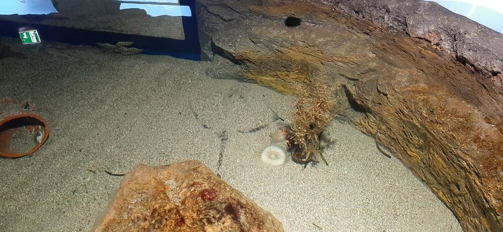 <p>Centar za zaštitu biodiverziteta Jadrana „Akvarijum Boka“ zvanično je otvoren za javnost prošle nedjelje. Akvarijum, na površini od 300 kvadrata, nalazi se u kotorskoj palati Radoničić, koja je spomenik kulture Crne Gore i ujedno je i sjedište Instituta za biologiju mora. Pogledajte fotografije koje je zabilježio novinar "Vijesti" Siniša Luković.</p>