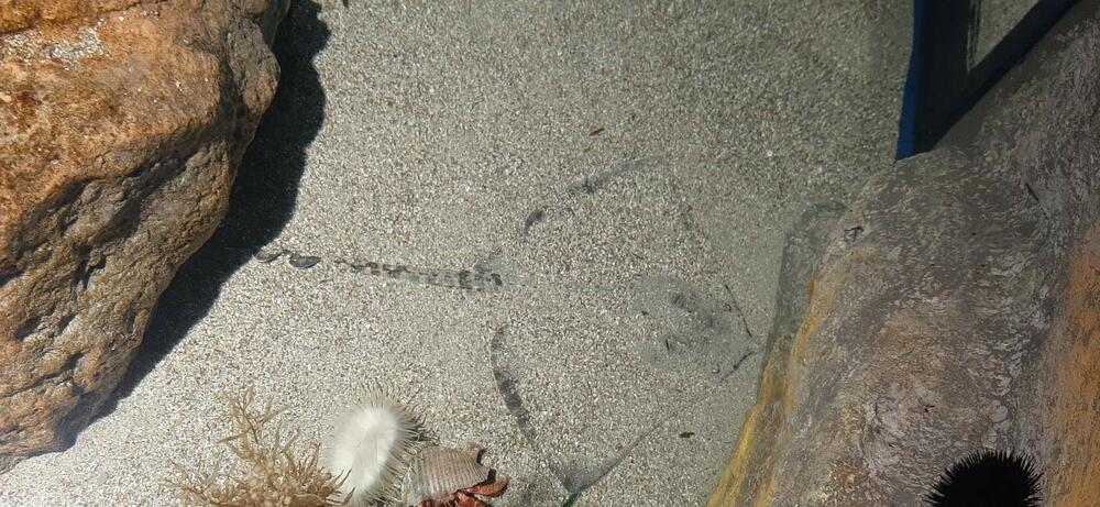 <p>Centar za zaštitu biodiverziteta Jadrana „Akvarijum Boka“ zvanično je otvoren za javnost prošle nedjelje. Akvarijum, na površini od 300 kvadrata, nalazi se u kotorskoj palati Radoničić, koja je spomenik kulture Crne Gore i ujedno je i sjedište Instituta za biologiju mora. Pogledajte fotografije koje je zabilježio novinar "Vijesti" Siniša Luković.</p>