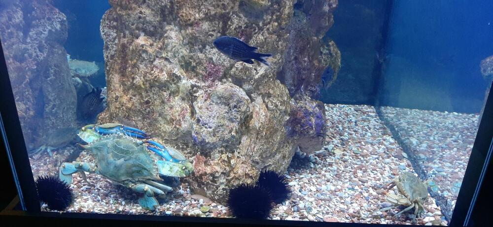 <p>Centar za zaštitu biodiverziteta Jadrana „Akvarijum Boka“ zvanično je otvoren za javnost prošle nedjelje. Akvarijum, na površini od 300 kvadrata, nalazi se u kotorskoj palati Radoničić, koja je spomenik kulture Crne Gore i ujedno je i sjedište Instituta za biologiju mora. Pogledajte fotografije koje je zabilježio novinar "Vijesti" Siniša Luković.</p>