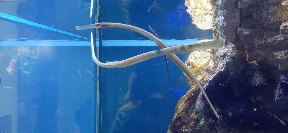 <p>Centar za zaštitu biodiverziteta Jadrana „Akvarijum Boka“ zvanično je otvoren za javnost prošle nedjelje. Akvarijum, na površini od 300 kvadrata, nalazi se u kotorskoj palati Radoničić, koja je spomenik kulture Crne Gore i ujedno je i sjedište Instituta za biologiju mora. Pogledajte fotografije koje je zabilježio novinar "Vijesti" Siniša Luković.</p>