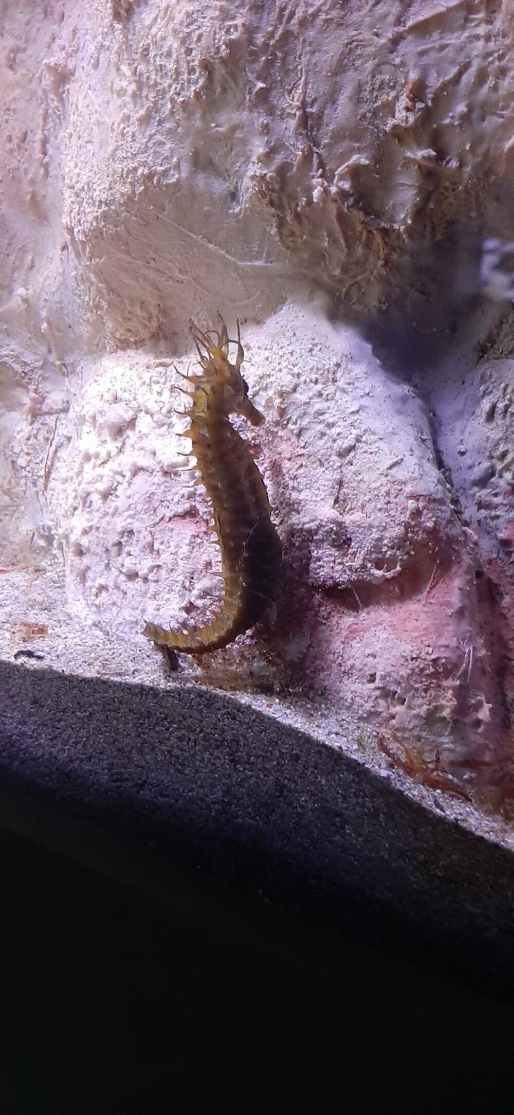 <p>Centar za zaštitu biodiverziteta Jadrana „Akvarijum Boka“ zvanično je otvoren za javnost prošle nedjelje. Akvarijum, na površini od 300 kvadrata, nalazi se u kotorskoj palati Radoničić, koja je spomenik kulture Crne Gore i ujedno je i sjedište Instituta za biologiju mora. Pogledajte fotografije koje je zabilježio novinar "Vijesti" Siniša Luković.</p>