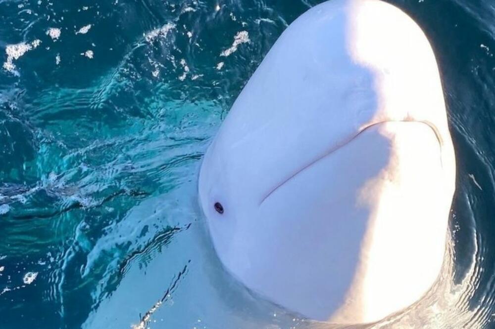 Hvladimir, Foto: HELENE O'BARRY