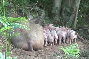 Životinje i zanimljivosti: Trudna svinja pobjegla sa farme da se...