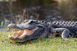 Aligator na Floridi morao da bude usmrćen zbog povreda koje su mu...