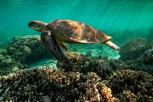 UNESCO: The Great Barrier Reef should be on the list...