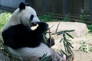 Kakva sreća - džinovska panda rodila blizance u zoološkom vrtu u...