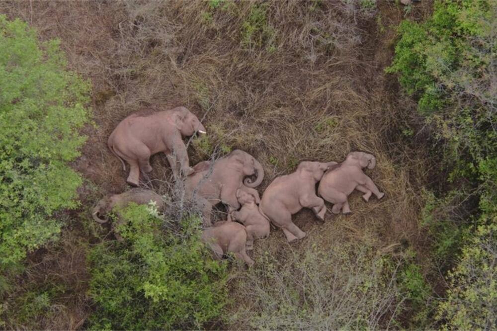 Vrijeme je za dremku - krdo slonova koje luta Kinom mora i da odmori, Foto: Reuters