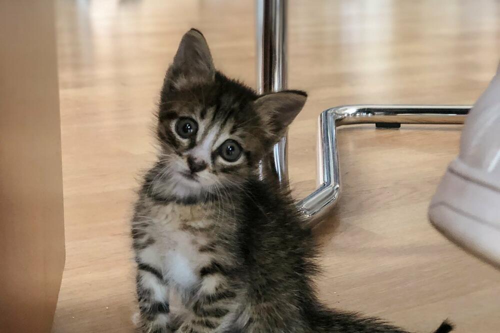 Griša, ljubimac redakcije Vijesti, Foto: Vijesti