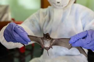 Odakle je potekao koronavirus: Opskurna teorija zavjere, "kampanja...