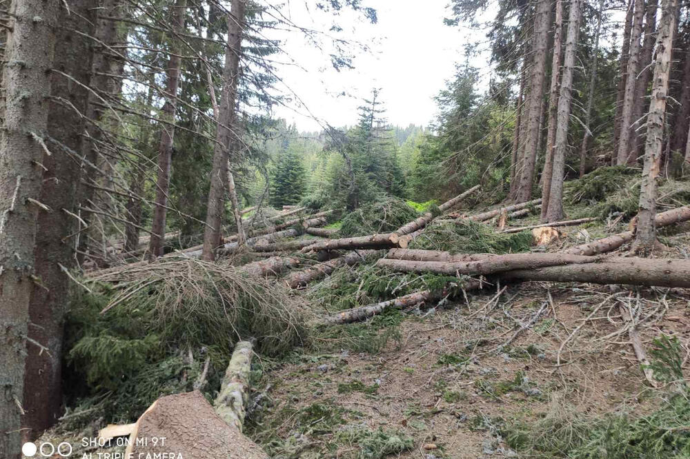 Da li su stabla smjela biti posječena, Foto: Tufik Softić