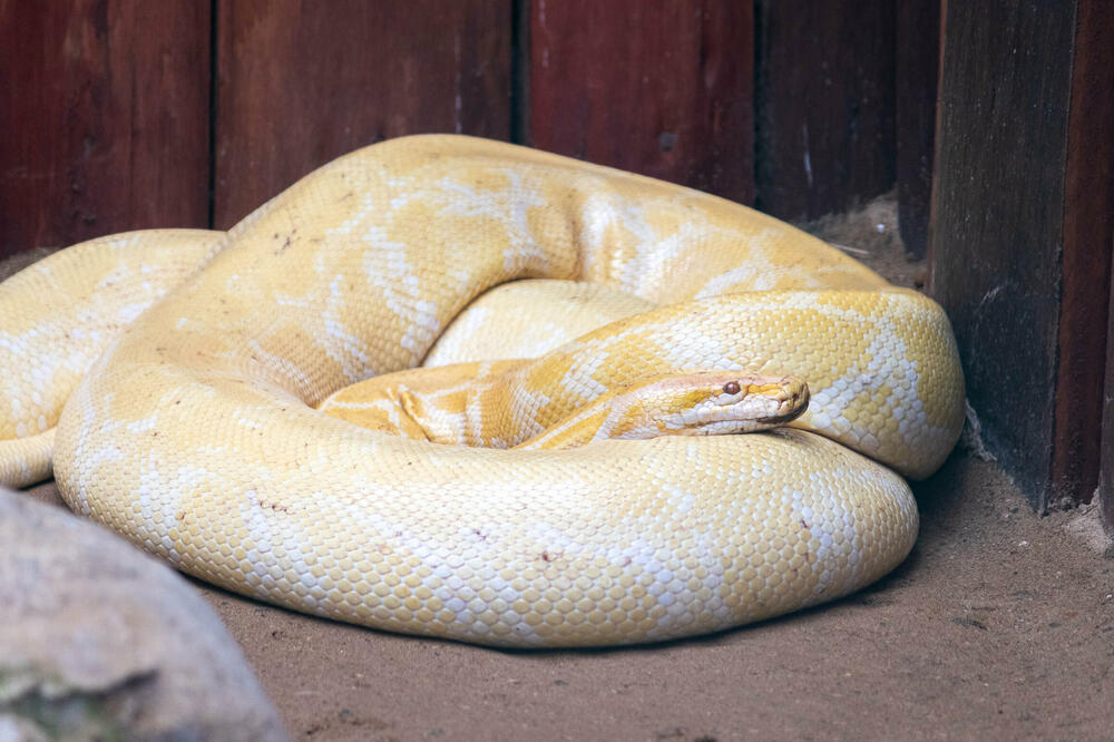 Albino piton, Foto: Shutterstock