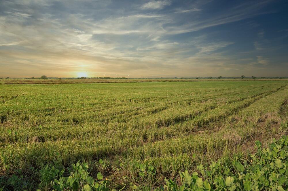 Posebne mjere bile namijenjene za poljoprivrednike, Foto: Shutterstock