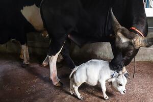 Upoznajte Rani, patuljastu kravu koja bi mogla da uđe u Ginisovu...