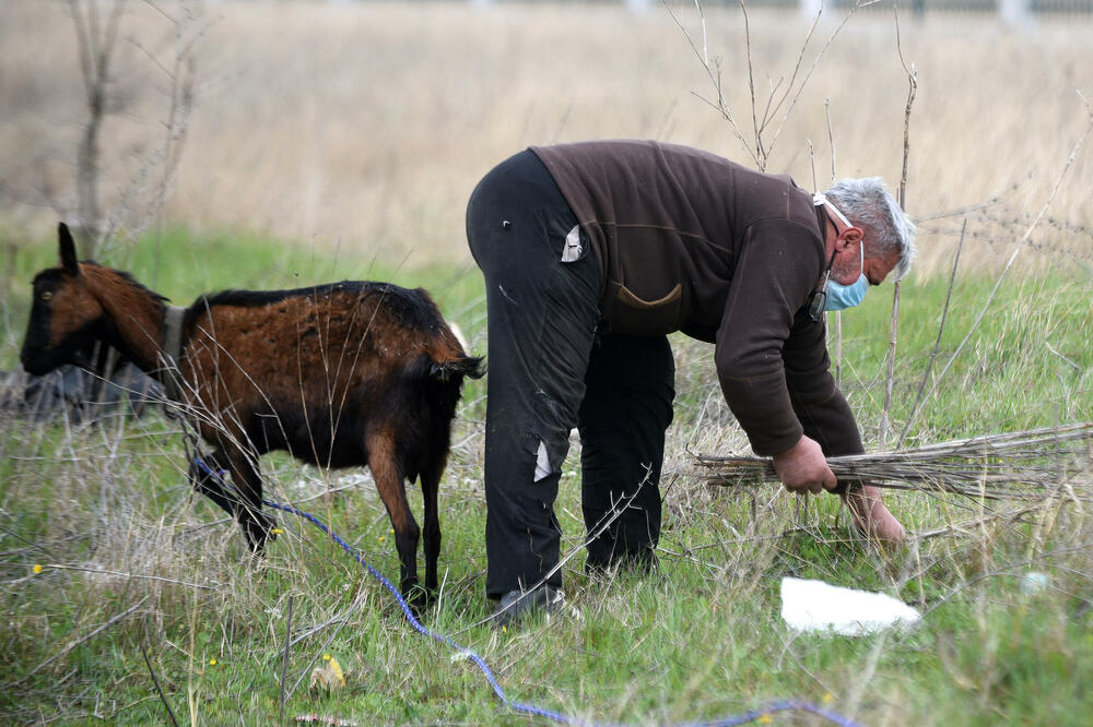 Stočarima će ove godine iz agrobudžeta biti isplaćeno oko 4,1 milion eura, Foto: Boris Pejović