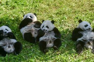 Džinovske pande više nisu ugrožene, ali su i dalje ranjive: Kina...