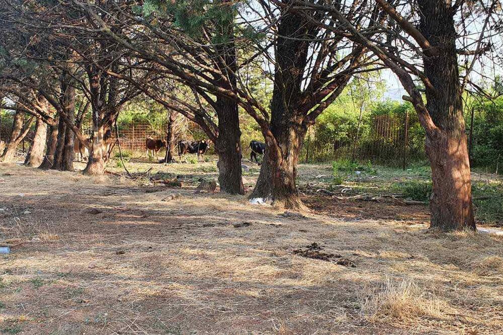 Napuštena stoka, Foto: Opština Tivat