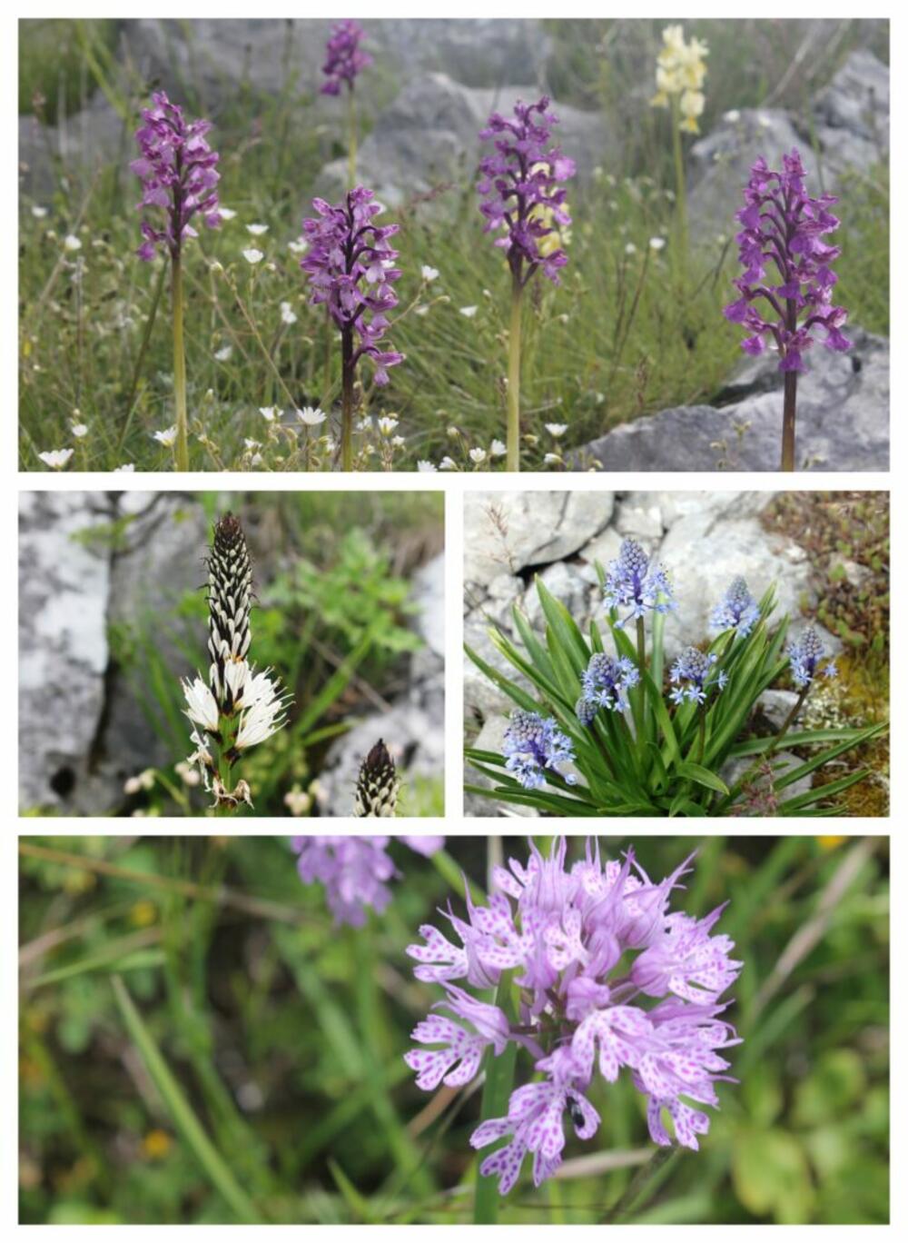 Veliki i Mali Zalazi