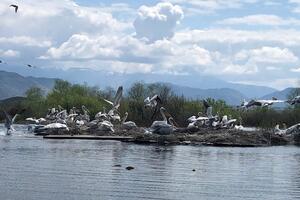 Lijepa vijest: Kolonija pelikana u NP Skadarsko jezero uvećana za...