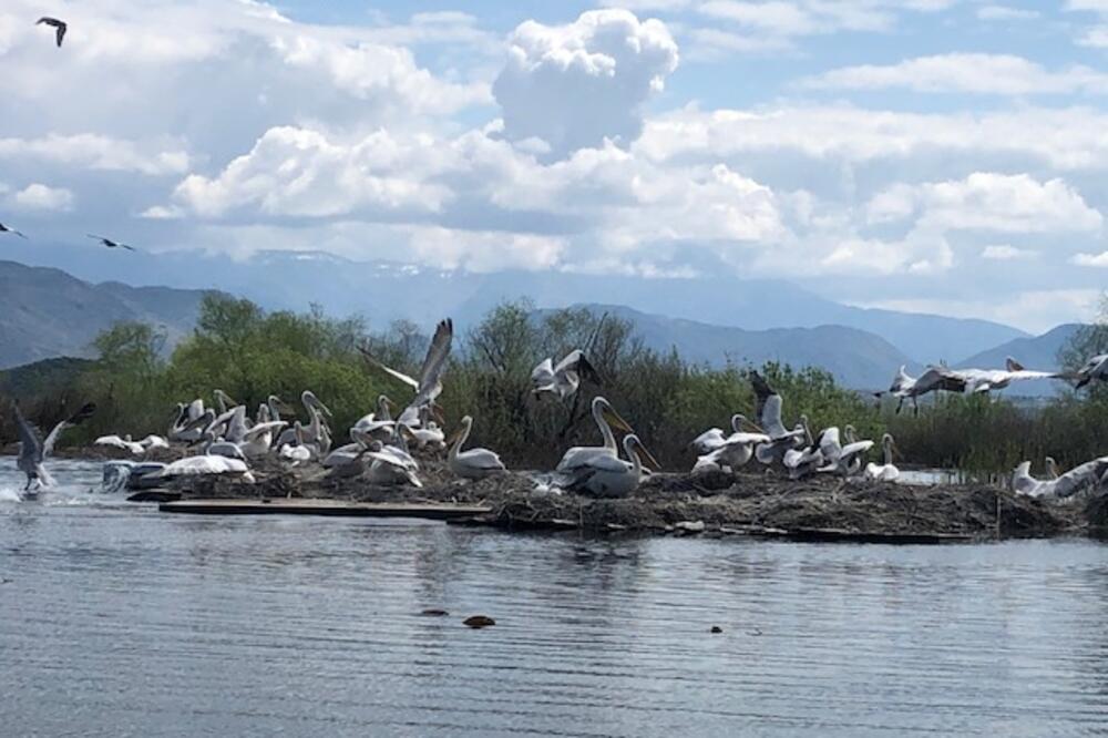 Pelikani u NP Skadarsko jezero, Foto: JPNPCG