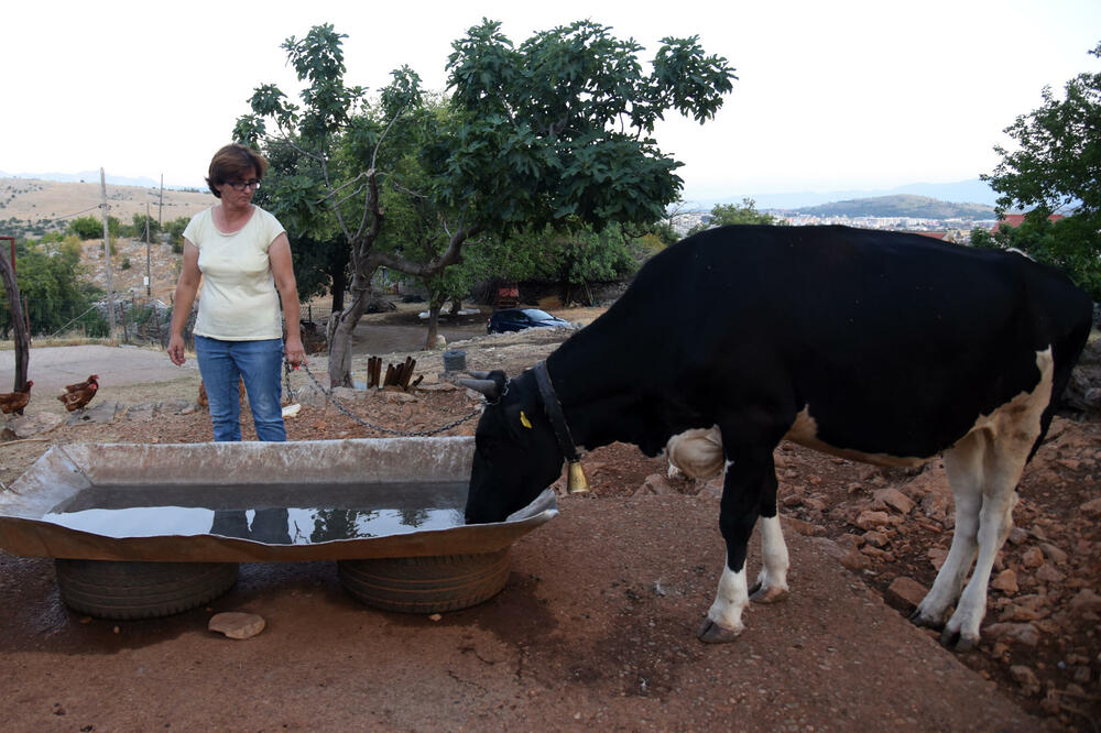 Stoka mora da pije: Svetlana Vuković, Foto: BORIS PEJOVIC