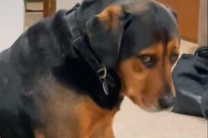 VIDEO Kako pas reaguje kad dobije jednu umjesto dvije poslastice?