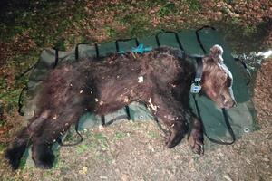 U NP Durmitor označen još jedan medvjed