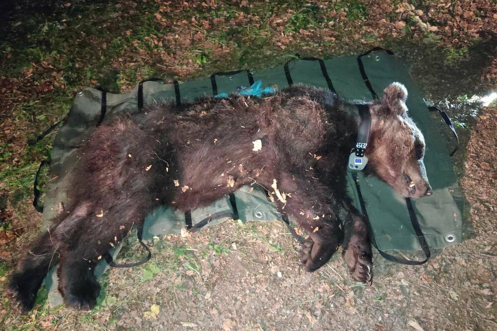 Foto: facebook/Bear in Mind