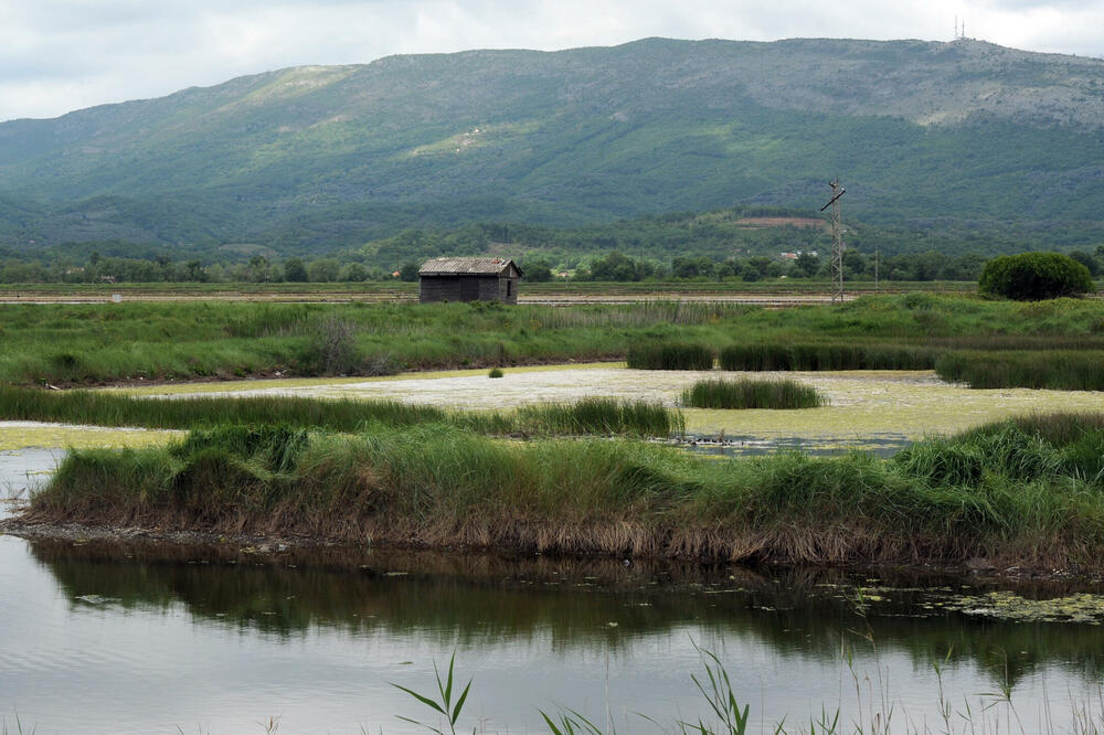 Foto: Savo Prelević