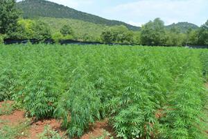 Seven marijuana plantations discovered; found nearly 3.700...